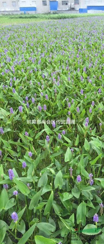 安徽蚌埠大量出售梭魚(yú)草1000萬(wàn)芽，苗木配送各個(gè)省地區(qū)