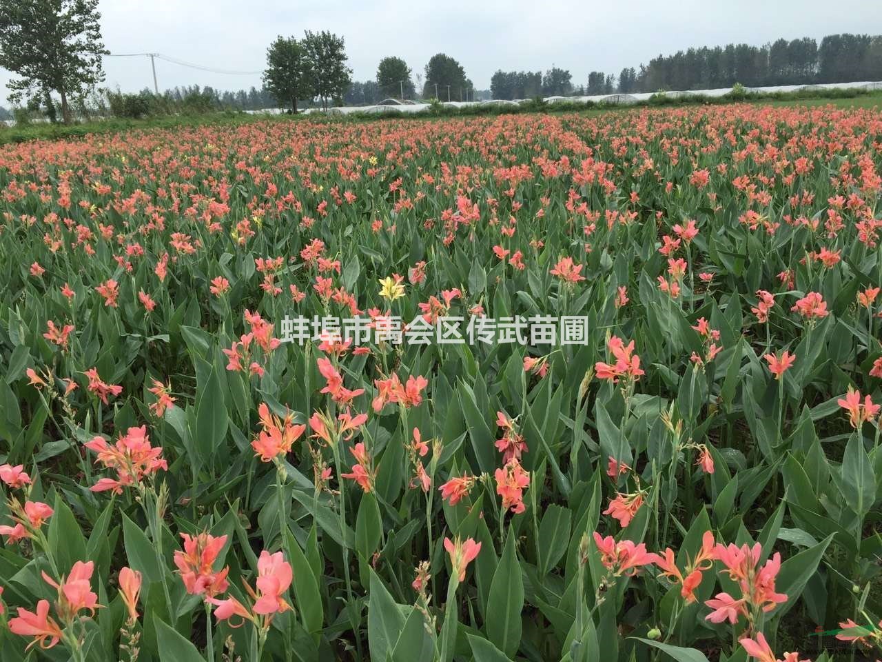 可供杭州蕭山黃花鳶尾2000萬芽，水蔥1000萬芽。歡迎購買