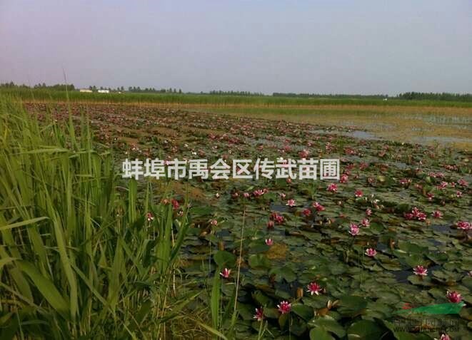 杭州蕭山現(xiàn)有20萬棵睡蓮低價(jià)出售，有意者請(qǐng)聯(lián)系。