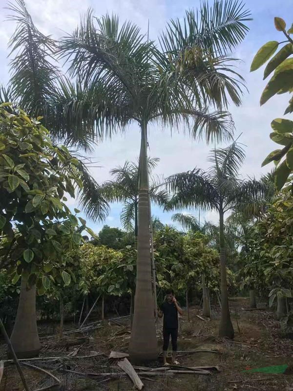 福建大王椰子报价，农户基地直销各种规格大王椰子