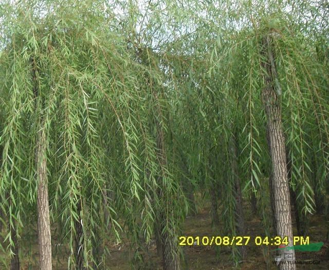金絲柳 河南鄢陵苗木基地價格優(yōu)惠 規(guī)格齊全歡迎選購
