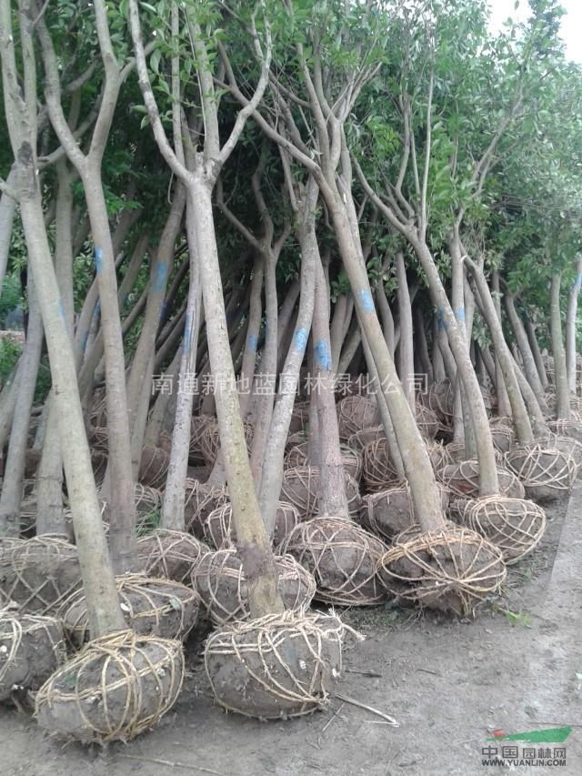 大叶女贞，高杆女贞，冬青