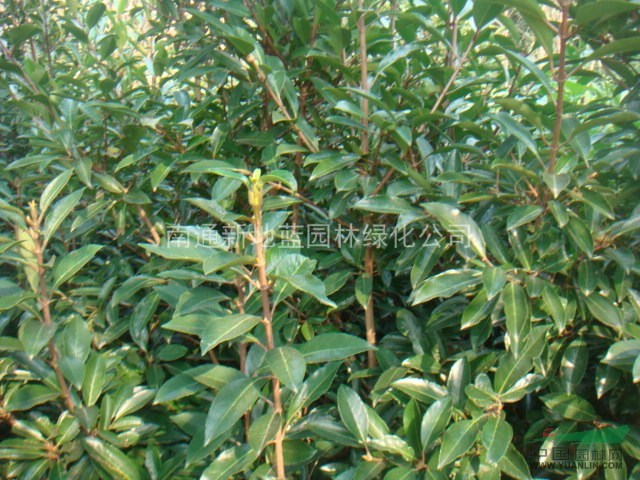 供应法国冬青高H100-120-150-180-200公分