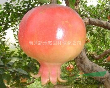 石榴树，独杆石榴树，丛生石榴树，花石榴