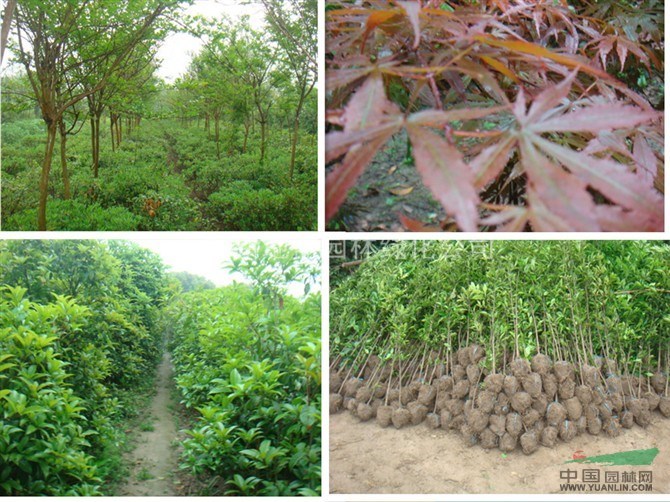 蚊母.枇杷.黄杨.合欢.栾树.腊梅.广玉兰.鸡爪槭.棕榈等