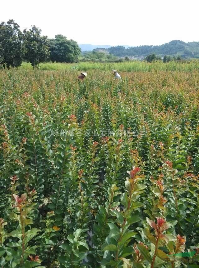 嵊州最大小苗基地