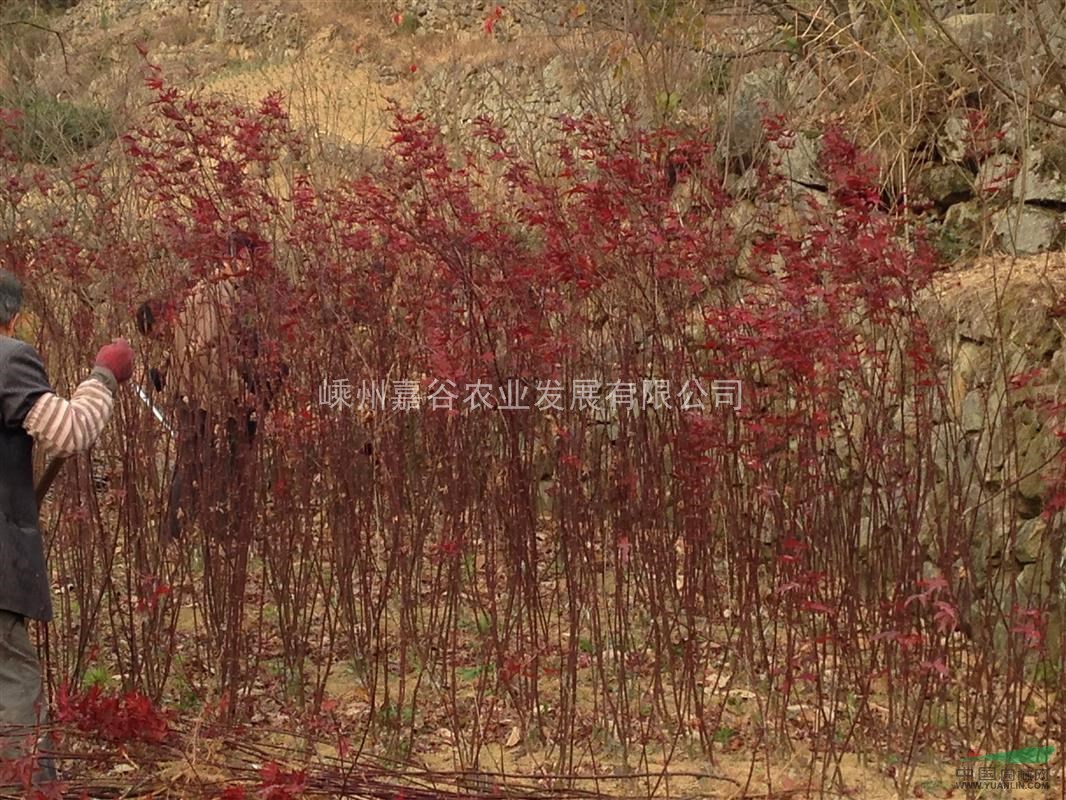 嵊州最大小苗基地