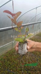 紅花紫薇小苗