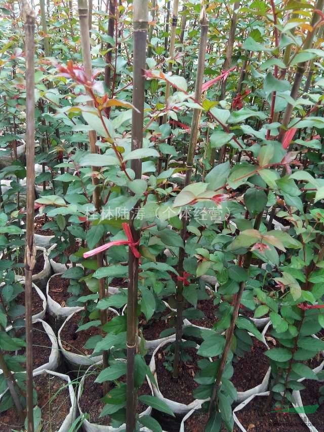 供應(yīng)桂林紅火箭紫薇小苗，桂林紅火箭紫薇價格，基地