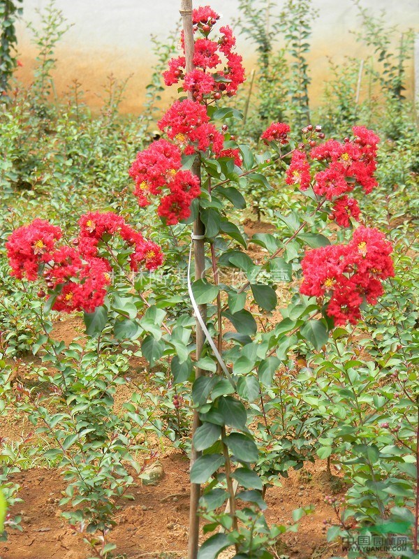 供應(yīng)桂林紅火箭紫薇小苗，桂林紅火箭紫薇價格，基地
