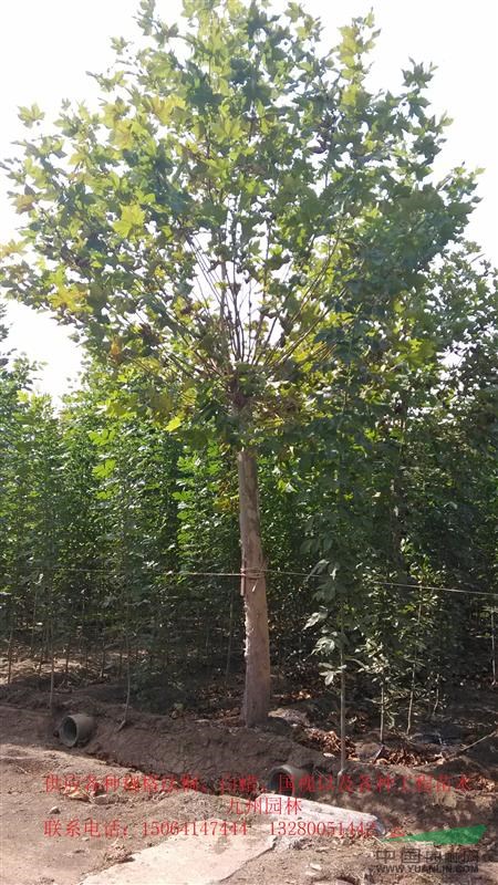山東12-20公分法桐1-2年冠