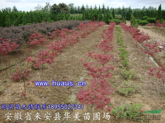 紅楓-華美苗圃
