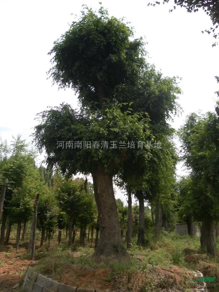 河南地區(qū)供應22-80公分皂角