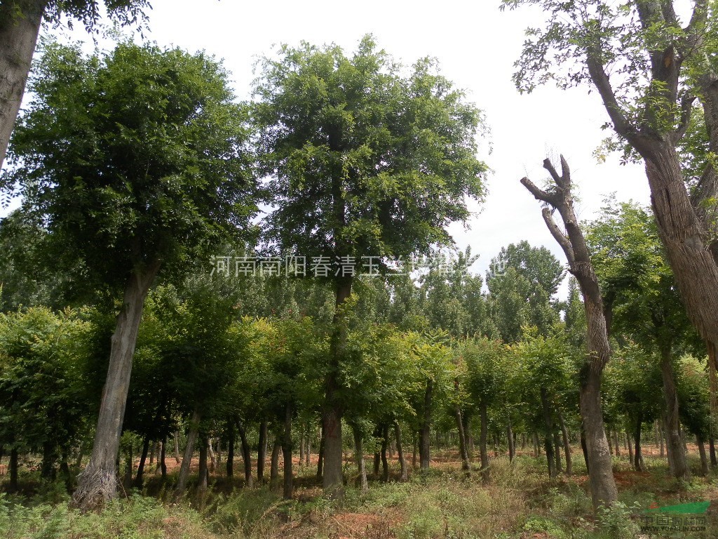 河南地區(qū)供應22-80公分皂角