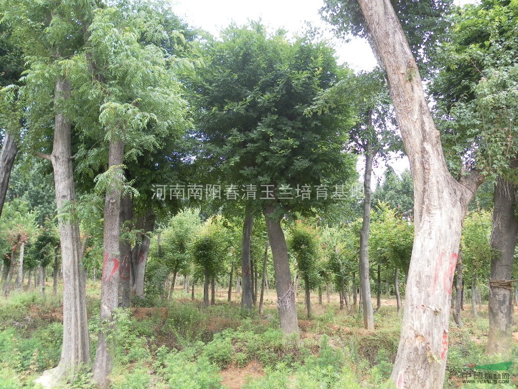 河南地區(qū)供應19-80公分皂角