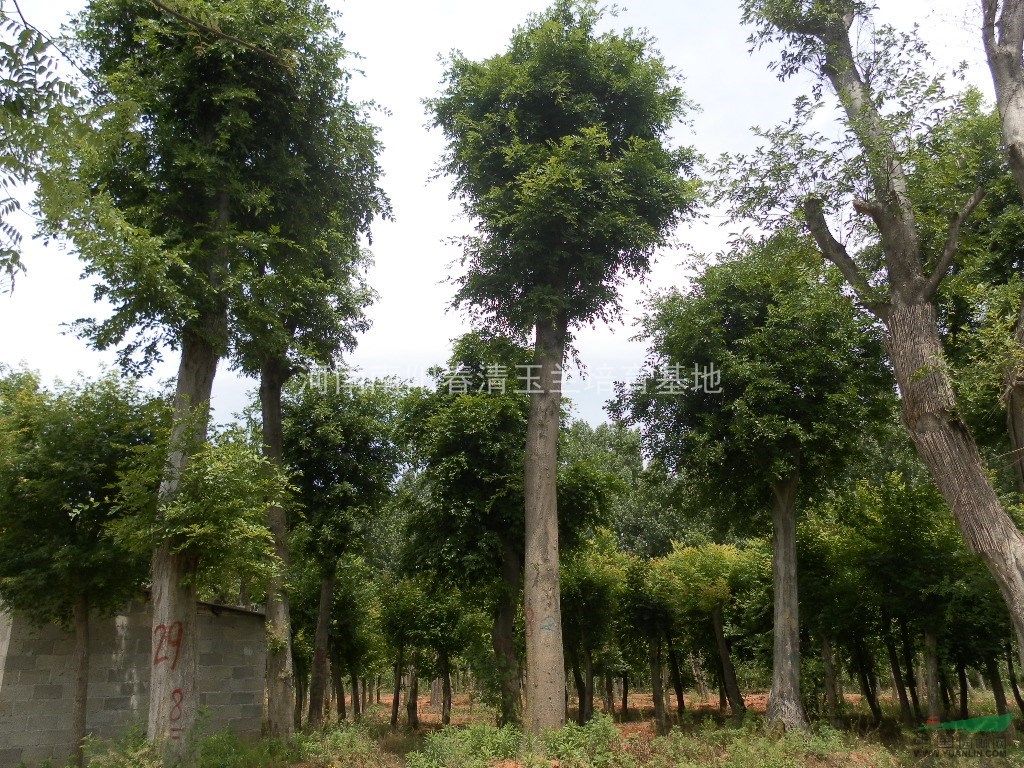 河南地區(qū)供應19-80公分皂角