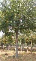 河南地区供应9-80公分朴树