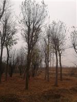 河南地区供应10-80公分朴树