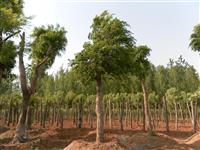 河南地区供应10-60公分朴树