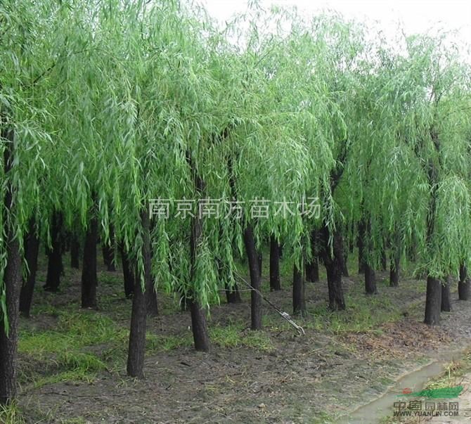 欒樹秋季價格、欒樹苗木價格、欒樹價格參考。