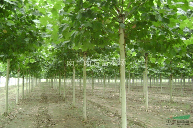 樸樹小苗價格、樸樹苗木價格、樸樹基地。