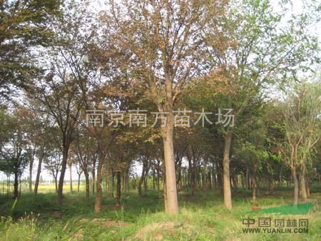 樸樹小苗價格、樸樹苗木價格、樸樹基地。