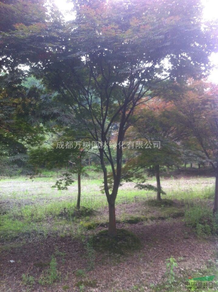 供應(yīng)紅楓 成都紅楓 紅楓照片 紅楓價(jià)格 萬(wàn)樹園林供應(yīng)