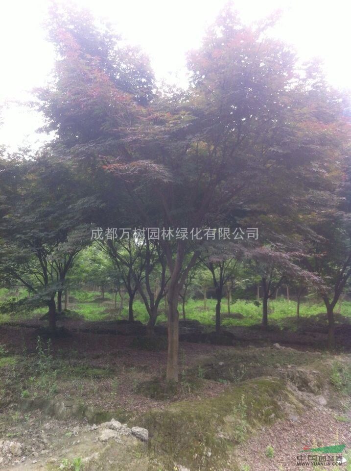 供應(yīng)紅楓 成都紅楓 紅楓照片 紅楓價(jià)格 萬(wàn)樹園林供應(yīng)