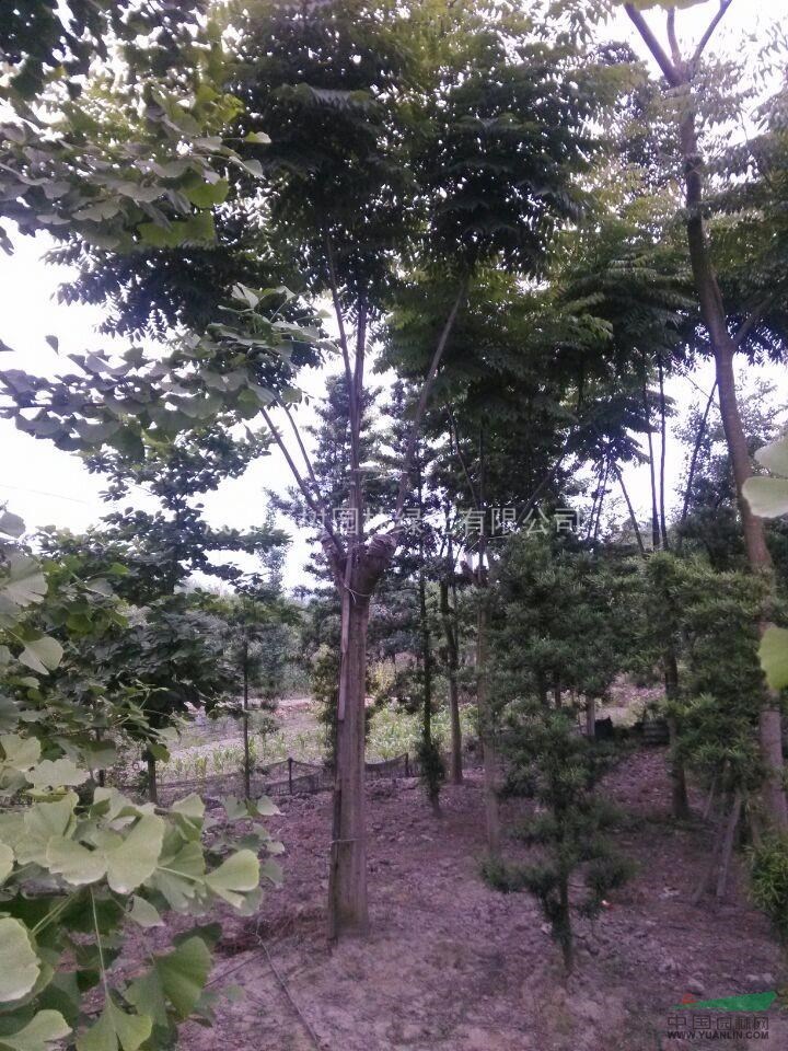 供應(yīng)欒樹 成都欒樹價格 欒樹照片 欒樹工程苗 萬樹園林供應(yīng)