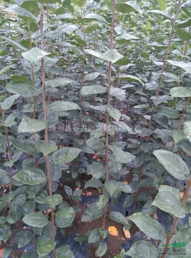 新辦苗圃首選之西府海棠