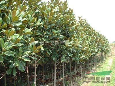 廣玉蘭，白玉蘭價格，潢川廣玉蘭報價，潢川廣玉蘭基地；