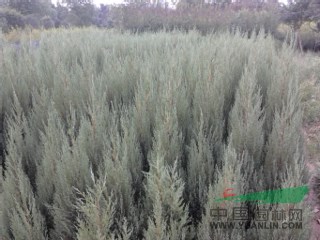 河南檜柏、最新河南檜柏價格，潢川河南檜柏報價基地；