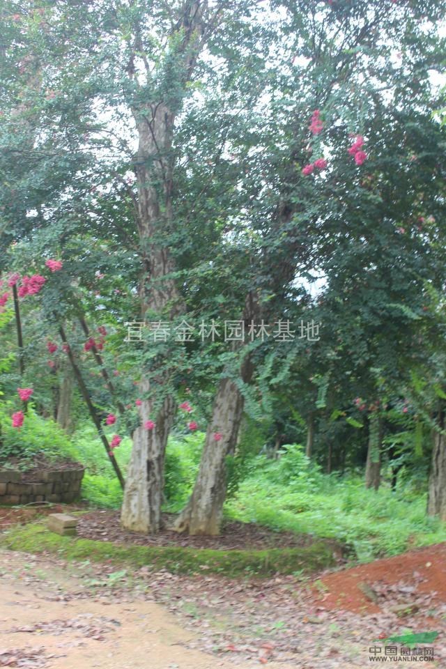 紫薇，移栽嫁接紫薇