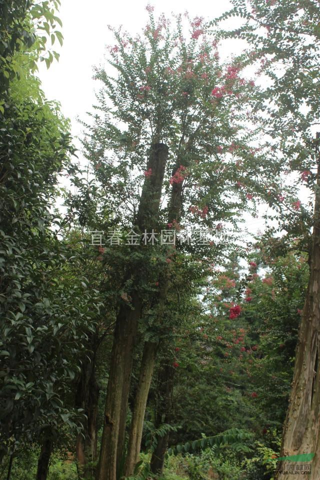 江西紫薇園，嫁接紫薇園