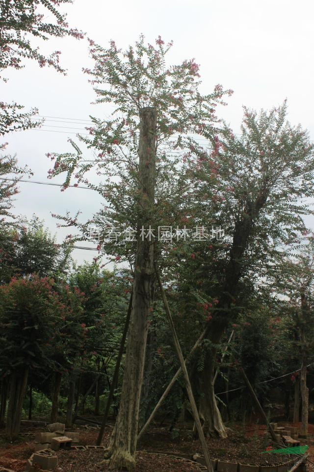 江西紫薇園，嫁接紫薇園