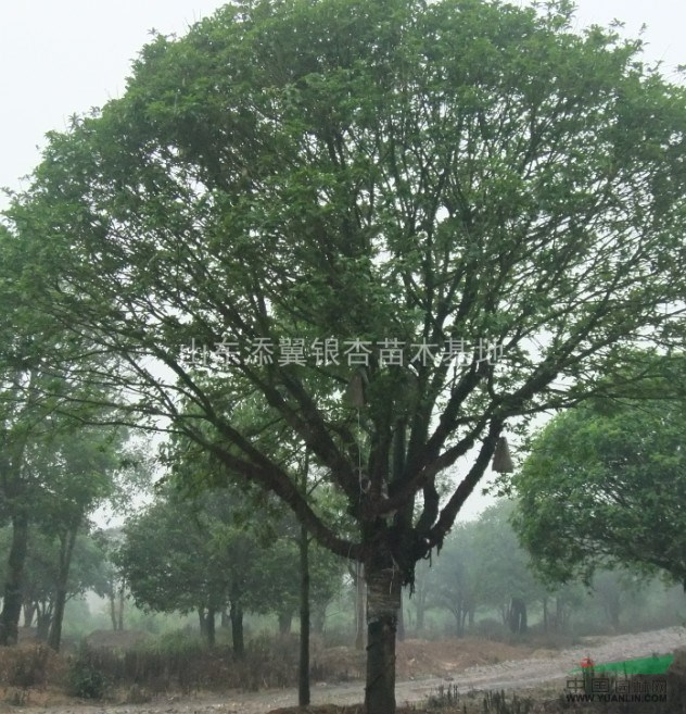 山東銀杏綠化苗木，梨樹(shù)，山楂