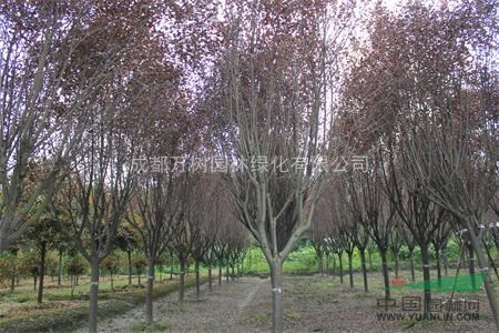 供應(yīng)紅葉李 成都紅葉李園林工程苗 紅葉李價(jià)格 萬(wàn)樹園林供應(yīng)