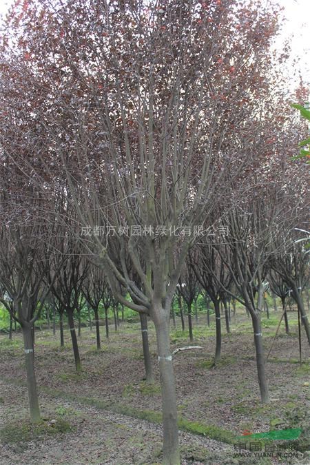 供應(yīng)紅葉李 成都紅葉李園林工程苗 紅葉李價(jià)格 萬(wàn)樹園林供應(yīng)