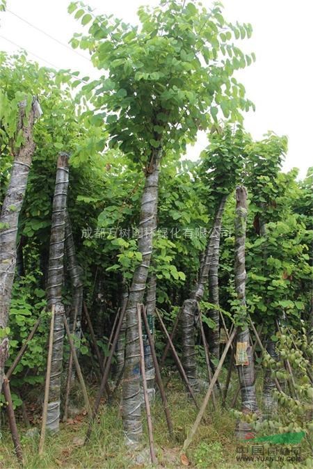 供應羊蹄甲 羊蹄甲園林綠化苗 羊蹄甲價格 萬樹園林供應