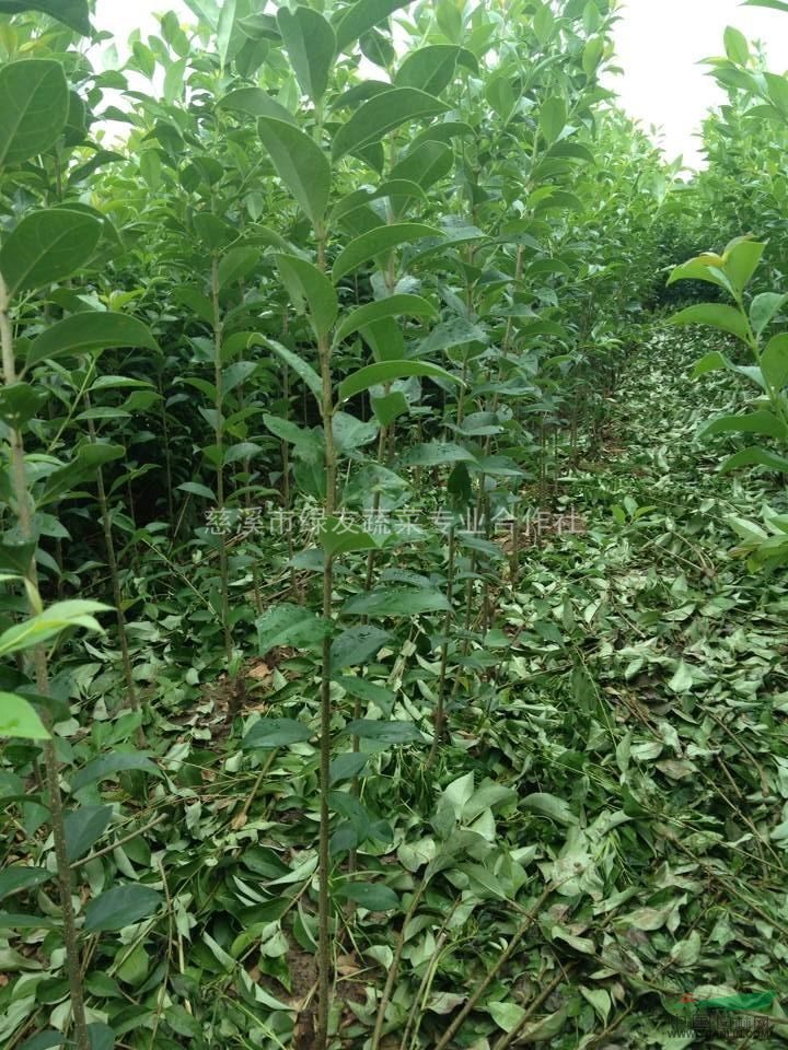 大量出售大葉女貞小苗
