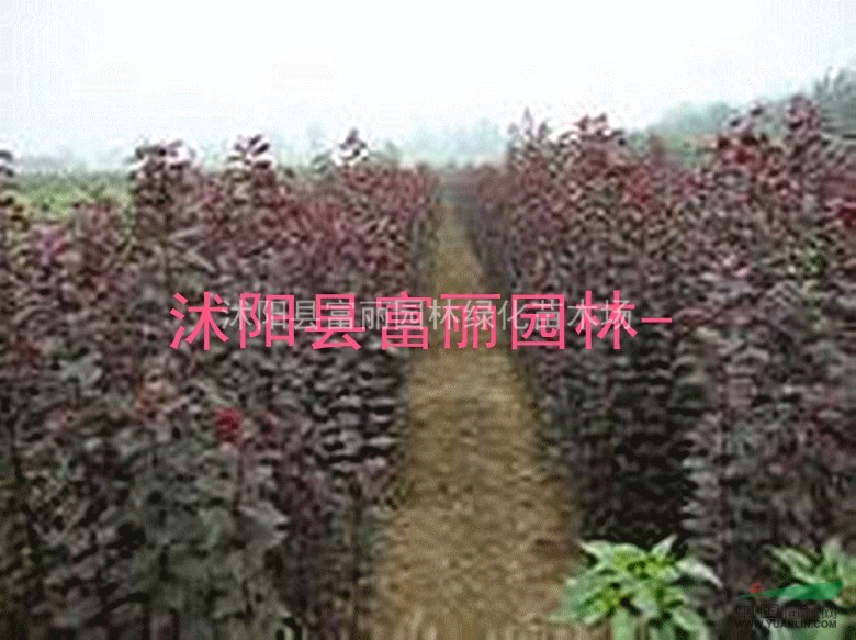 海棠-基地-低價批發(fā)西俯海棠苗高0.5-1-1.5-2米苗-