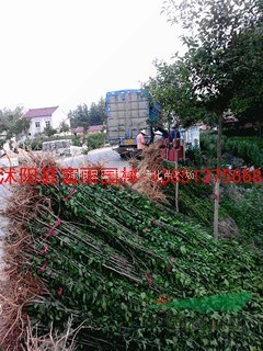 海棠-基地-低價批發(fā)西俯海棠苗高0.5-1-1.5-2米苗-