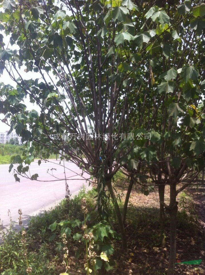 供應(yīng)木芙蓉 成都木芙蓉 木芙蓉園林工程苗 萬(wàn)樹(shù)園林公司供應(yīng)