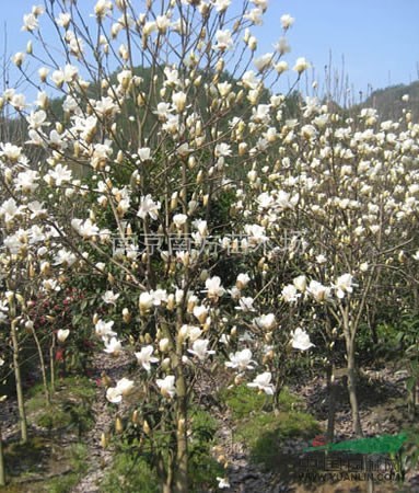 白玉蘭、白玉蘭樹、白玉蘭最新價格供應(yīng)。