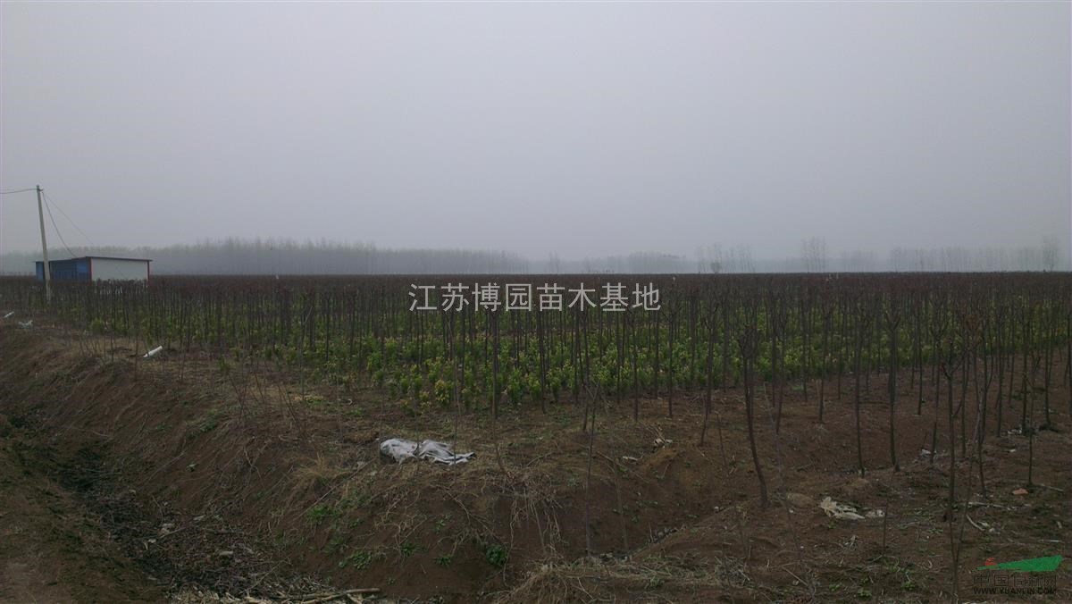 紫薇