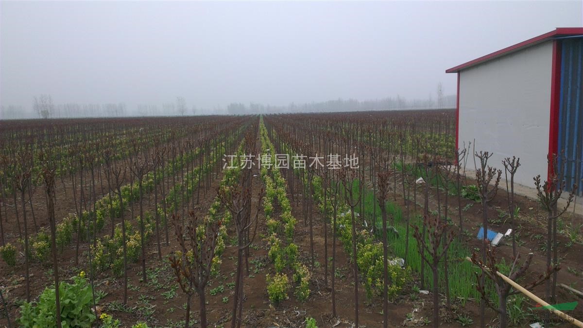 紫葉李