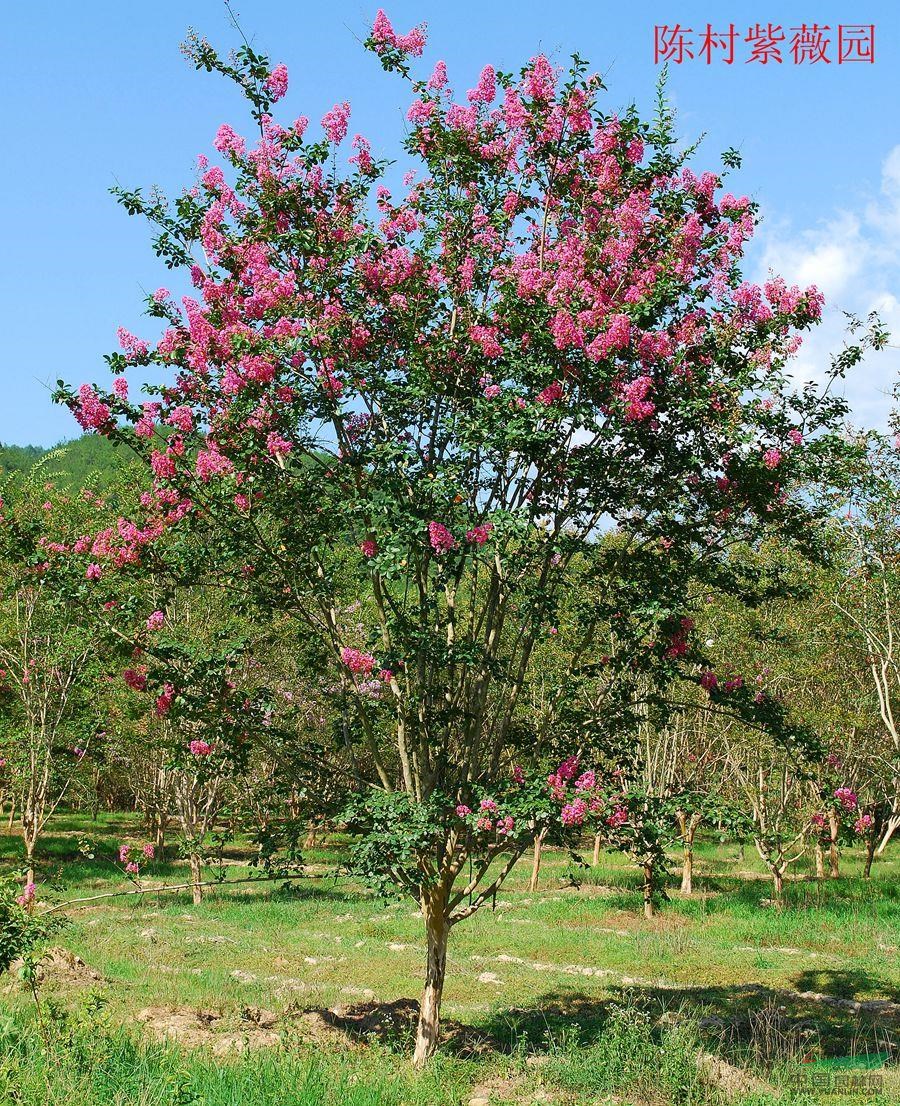 原生紅全冠紫薇