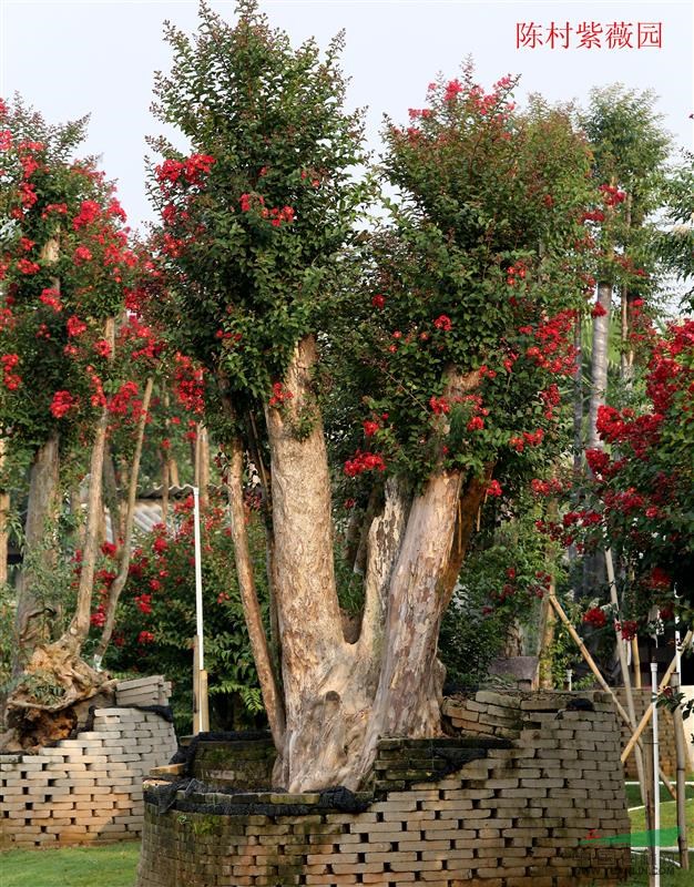 大規(guī)格紅火箭紫薇精品大樹 ；原生紅全冠紫薇；紅火箭工程苗小苗