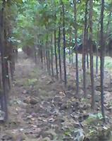 二年生櫸樹苗,櫸樹價格