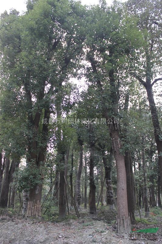 供應(yīng)香樟 四川熟貨香樟 香樟苗木價(jià)格 香樟行道樹